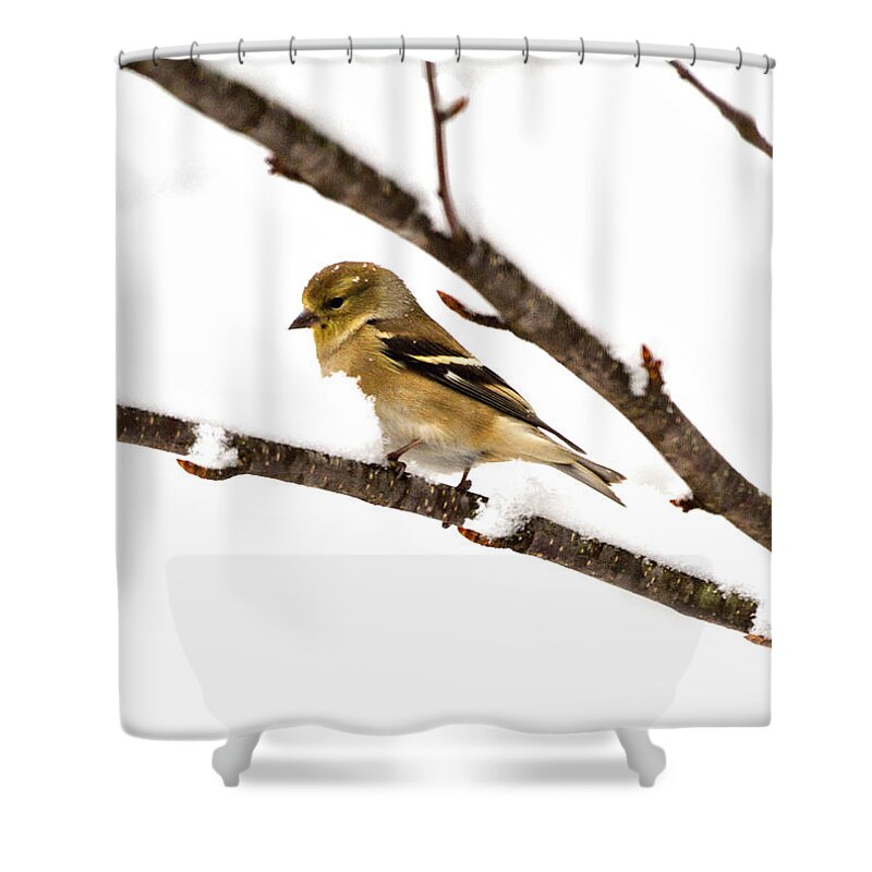 Bird Shower Curtain featuring the photograph Snowy Day Goldfinch by Betty Pauwels