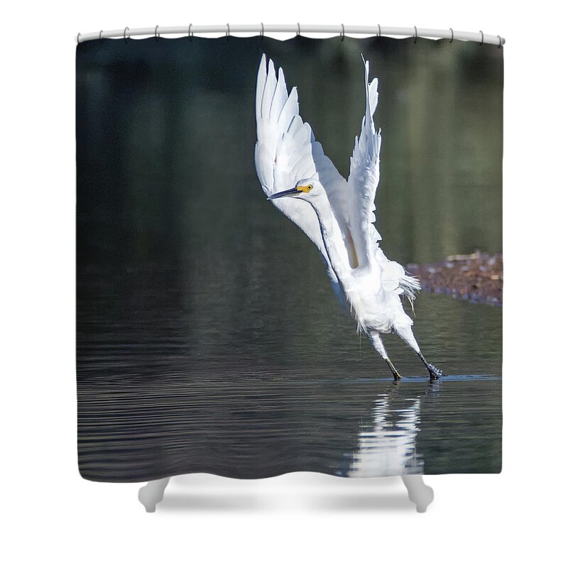 Snowy Shower Curtain featuring the photograph Snowy Egret 4289-080917-3cr by Tam Ryan