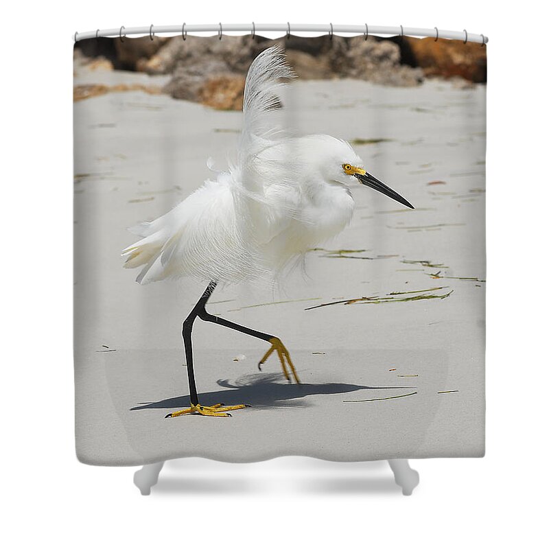 Lido Beach Shower Curtain featuring the photograph Snowy Egret 6429 Windy by Steve Somerville