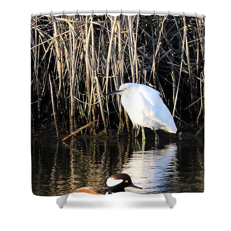 Snowy Egret And A Guy From The Hood Shower Curtain featuring the photograph Snowy Egret and a Guy from the Hood by Jennifer Robin