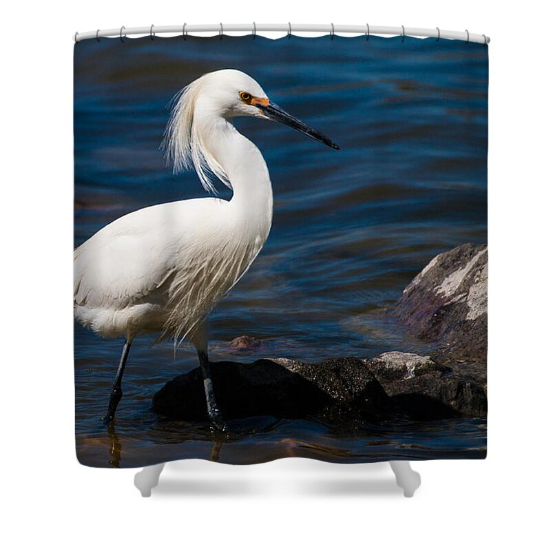 Snowy Egret Shower Curtain featuring the photograph Snowy Egret fishing #1 by Mindy Musick King