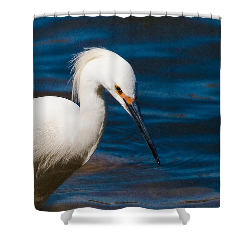 Snowy Egret Shower Curtain featuring the photograph Snowy Egret fishing #2 by Mindy Musick King