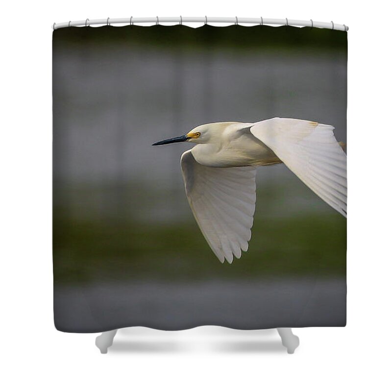 Egret Shower Curtain featuring the photograph Snowy Egret Fly-By by Tom Claud