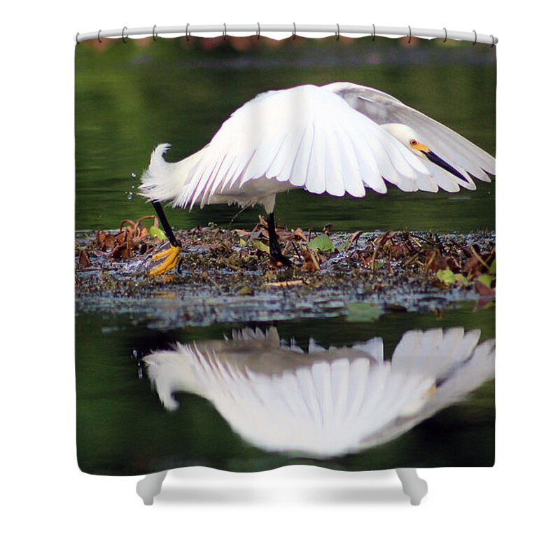 Bird Shower Curtain featuring the photograph Snowy Egret Taking Flight by DB Hayes