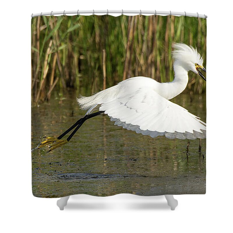 Bird Shower Curtain featuring the photograph Snowy Egret Taking Flight by Dennis Hammer