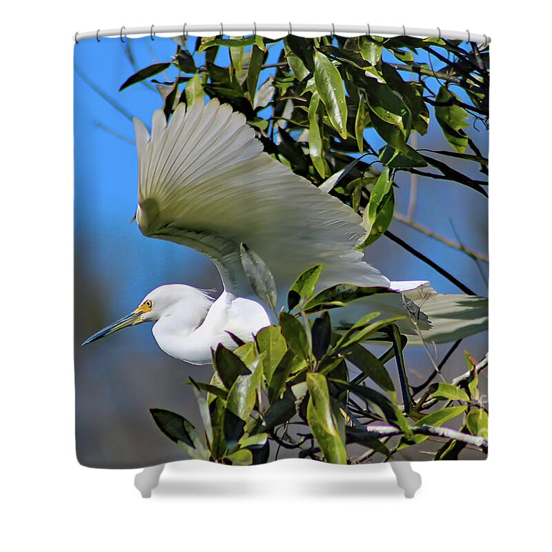 Nature Shower Curtain featuring the photograph Snowy Egret Taking Flight - Egretta Thula by DB Hayes