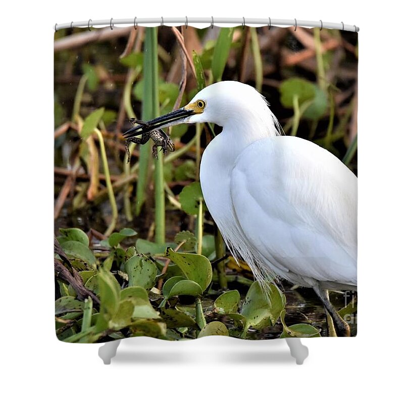 Snowy Egret Shower Curtain featuring the photograph Snowy Egret With A Frog by Julie Adair