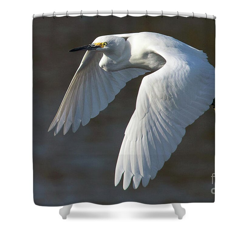 Snowy Egret Shower Curtain featuring the photograph Snowy Hop by Art Cole