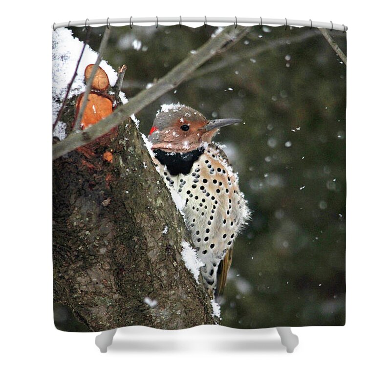 Birds Shower Curtain featuring the photograph Snowy Northern Flicker by Trina Ansel