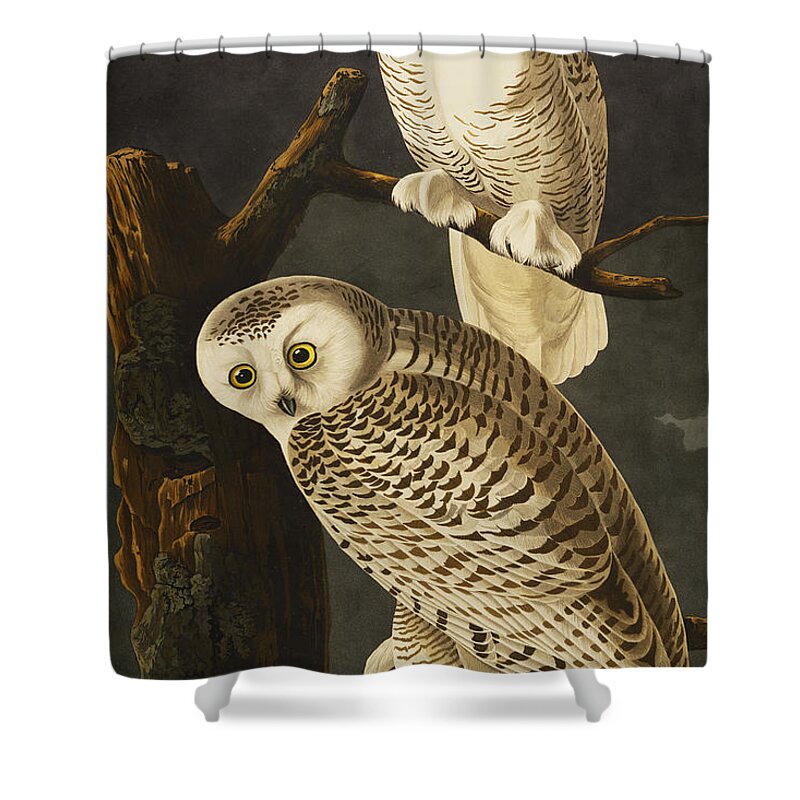 Snowy Owl Shower Curtain featuring the drawing Snowy Owl by John James Audubon