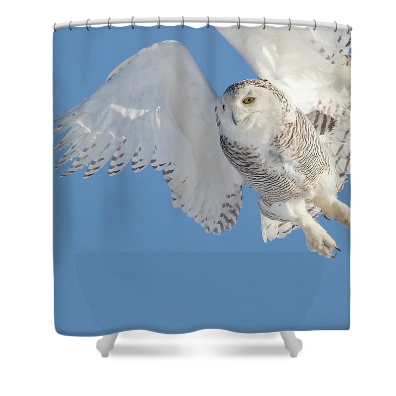 Snowy Owl Shower Curtain featuring the photograph Snowy Owl Liftoff by Mindy Musick King