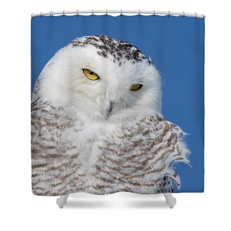 Art Shower Curtain featuring the photograph Snowy Owl Portrait by Mircea Costina Photography