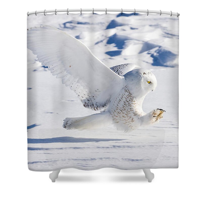 Animals Shower Curtain featuring the photograph Snowy Owl Pouncing by Rikk Flohr