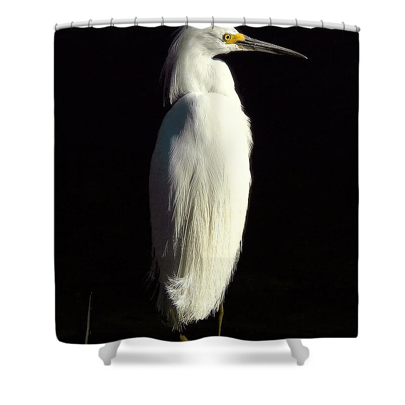Nature Shower Curtain featuring the photograph Snowy by Peggy Urban