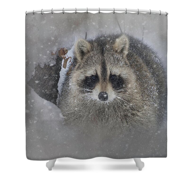 Adorable Shower Curtain featuring the photograph Snowy Raccoon by Teresa Wilson