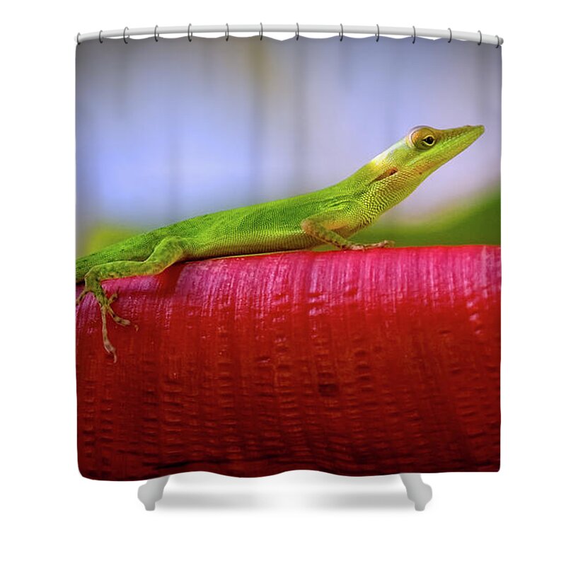 Coco View Resort Shower Curtain featuring the photograph Soaking Up the Sun by Doug Sturgess