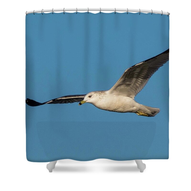 Wildlife Shower Curtain featuring the photograph Soaring Gull by John Benedict