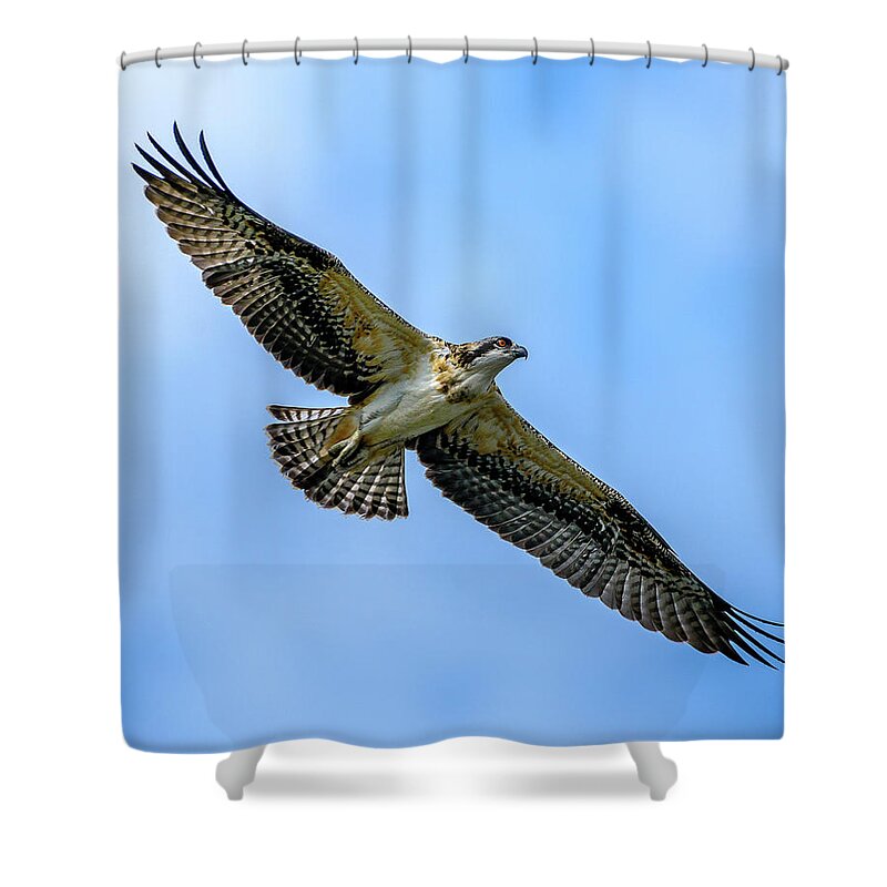 Osprey Shower Curtain featuring the photograph Soaring High by Jerry Cahill