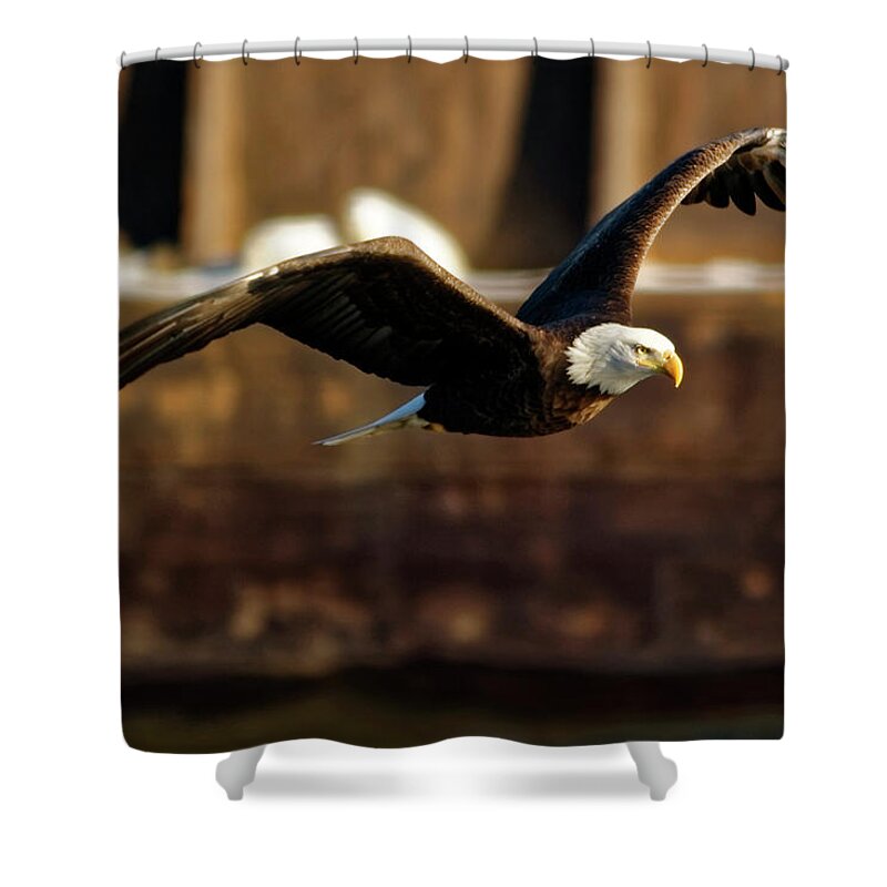Bald Eagle Shower Curtain featuring the photograph Soaring by Peter Ponzio