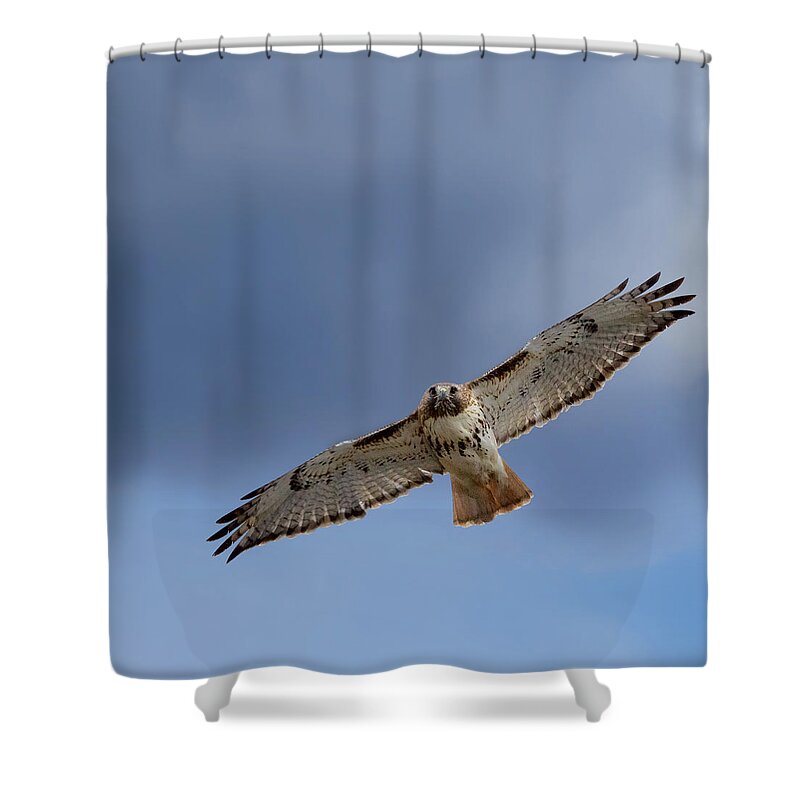 Hawk Shower Curtain featuring the photograph Soaring Red Tail Square by Bill Wakeley