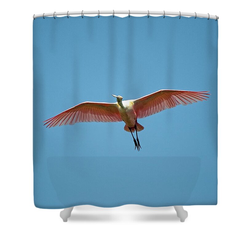 Heron Shower Curtain featuring the photograph Soaring Roseate Spoonbill by Kenneth Albin