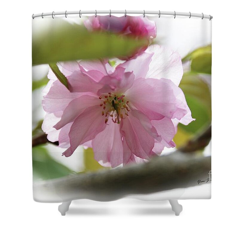 Flowers Shower Curtain featuring the photograph Soft and Gentle by Yumi Johnson