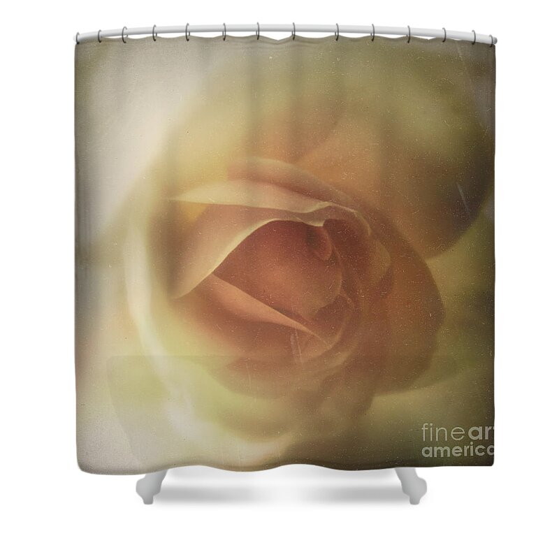 Rose Shower Curtain featuring the photograph Soft and Peachy by Lynn Bolt