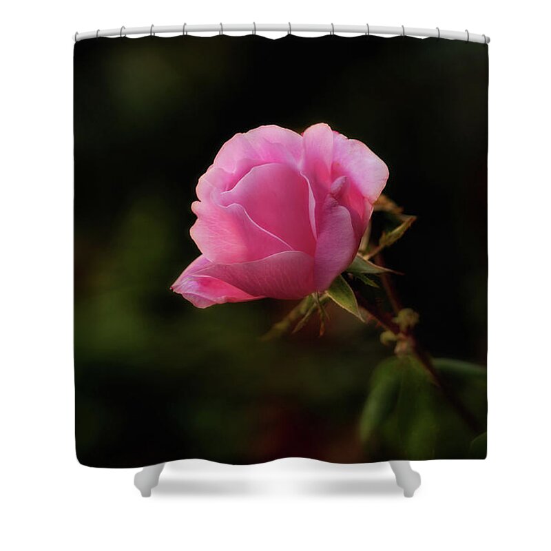 Rose Shower Curtain featuring the photograph Soft and Pink on Dark by Mary Jo Allen