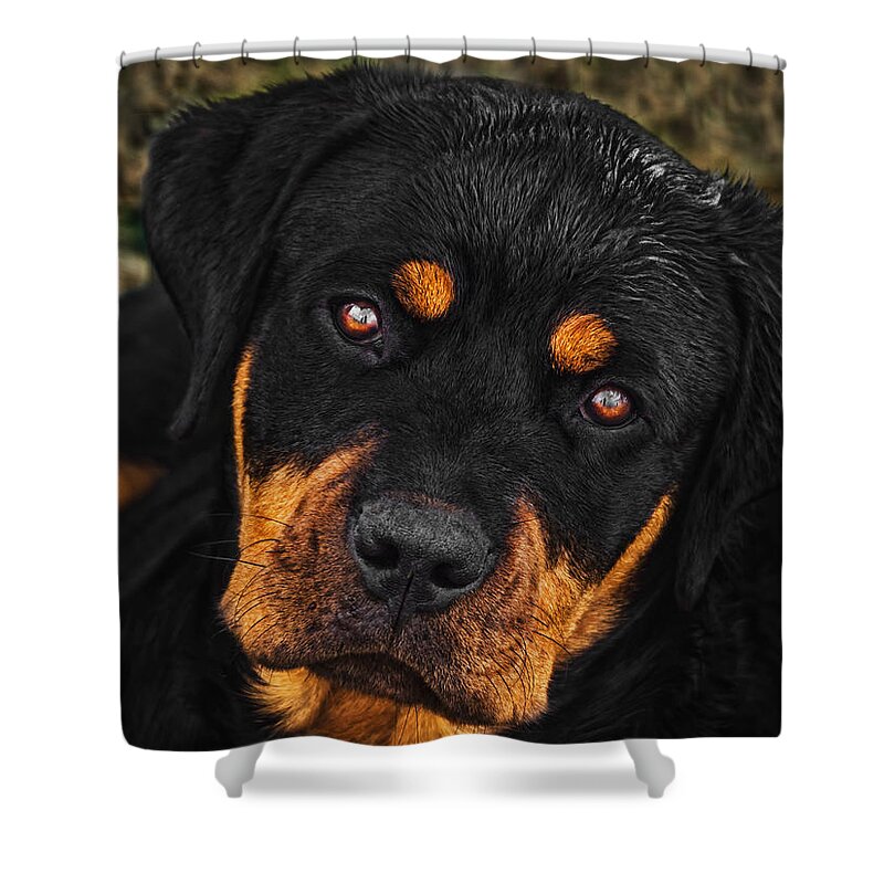 Animals Shower Curtain featuring the photograph Soft and Strong by Nick Bywater