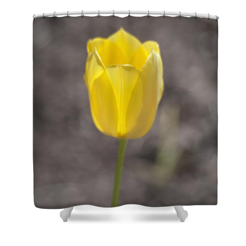 Tulip Shower Curtain featuring the photograph Soft and Yellow by Morris McClung