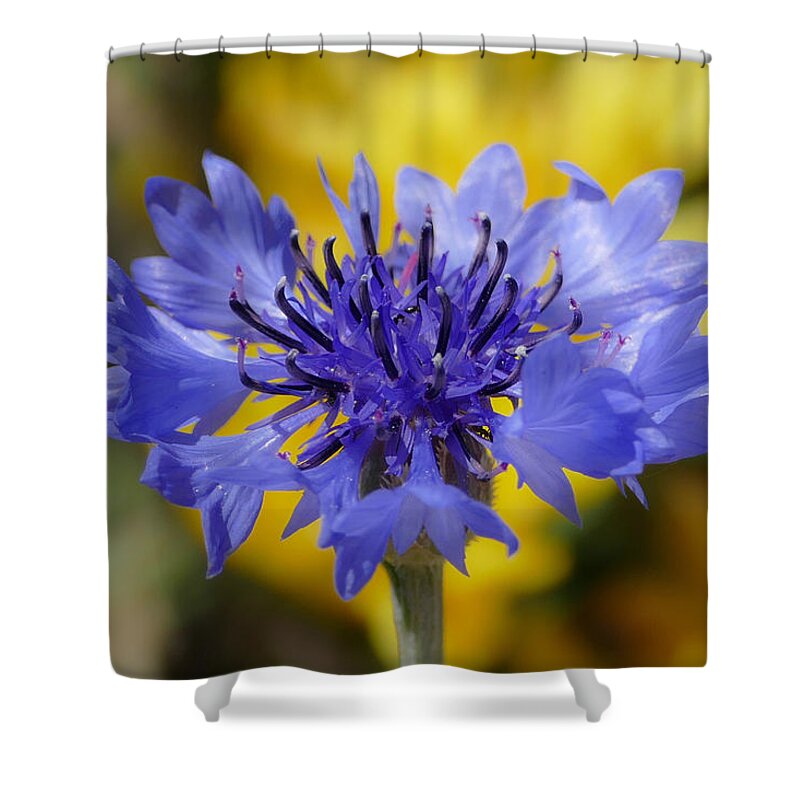 Nature Shower Curtain featuring the photograph Soft Bachelor Button by Laurel Powell
