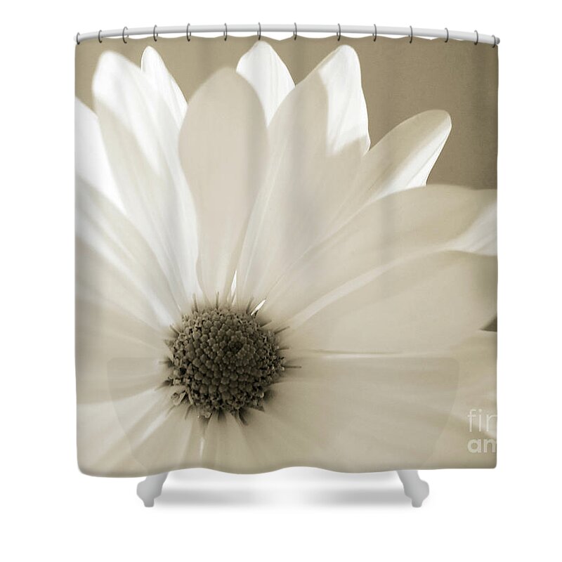 Wall Art Shower Curtain featuring the photograph Soft Daisy by Kelly Holm