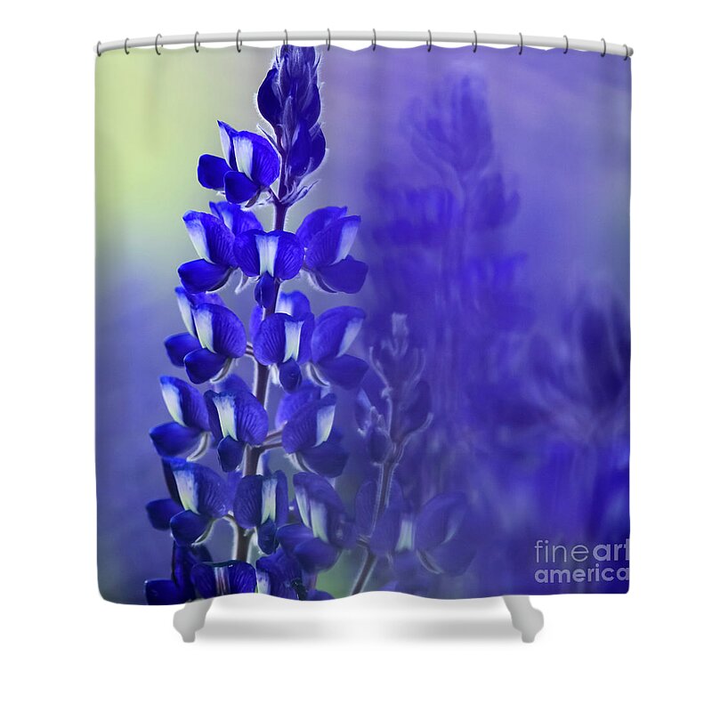 Mystical Shower Curtain featuring the photograph Soft focus Flowering Blue Lupin by Vladi Alon