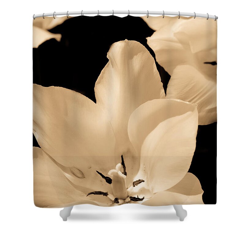 Flower Shower Curtain featuring the photograph Soft Petals by Trish Tritz