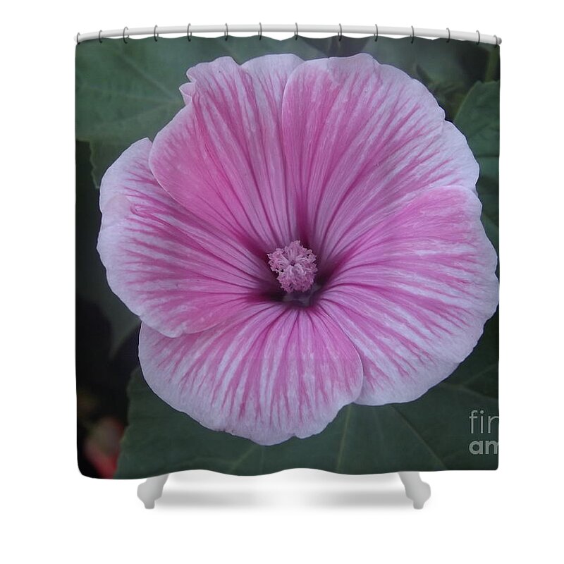 Mallow Shower Curtain featuring the photograph Soft Pink Lavatera by Lingfai Leung