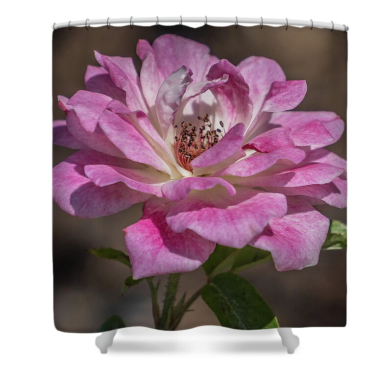 Florida Shower Curtain featuring the photograph Soft rose by Jane Luxton