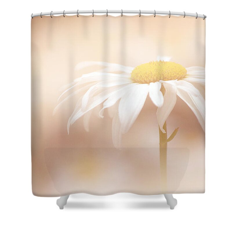 Art Shower Curtain featuring the photograph Soft White Daisy by Joan Han