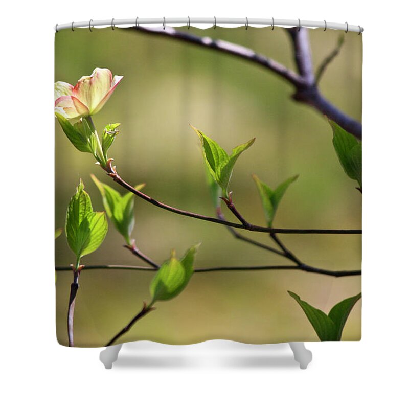 Dogwood Shower Curtain featuring the photograph Solitary Dogwood Bloom by Teresa Mucha