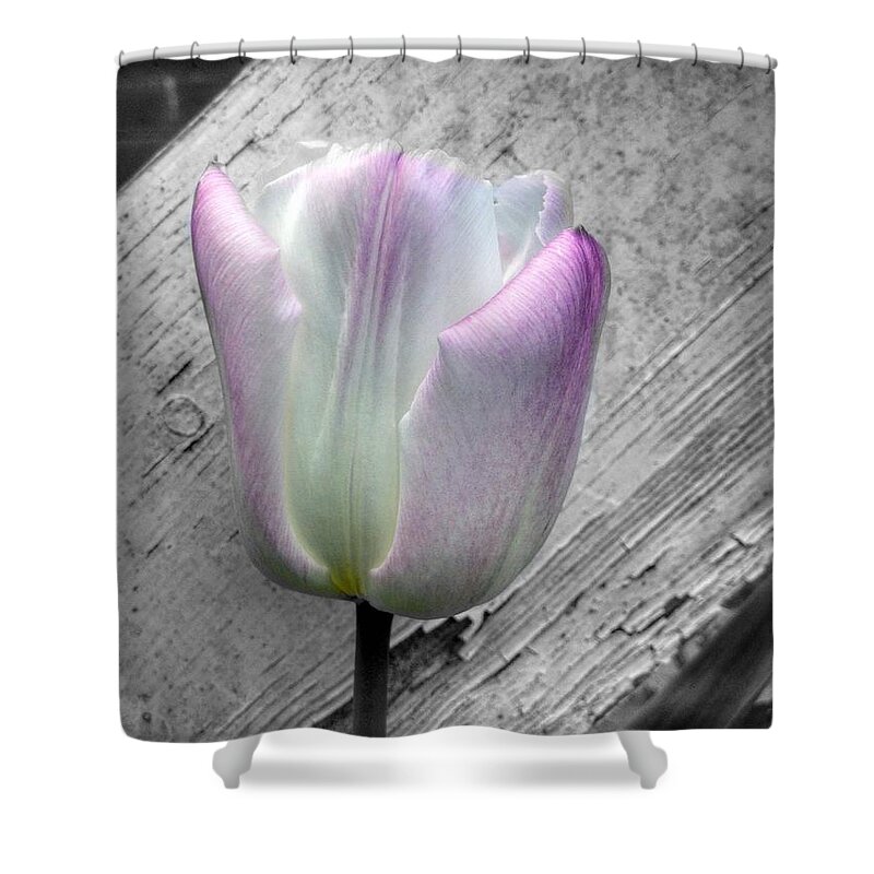 Tulips Shower Curtain featuring the photograph Solitary Pink Whisper Tulip by Joan-Violet Stretch