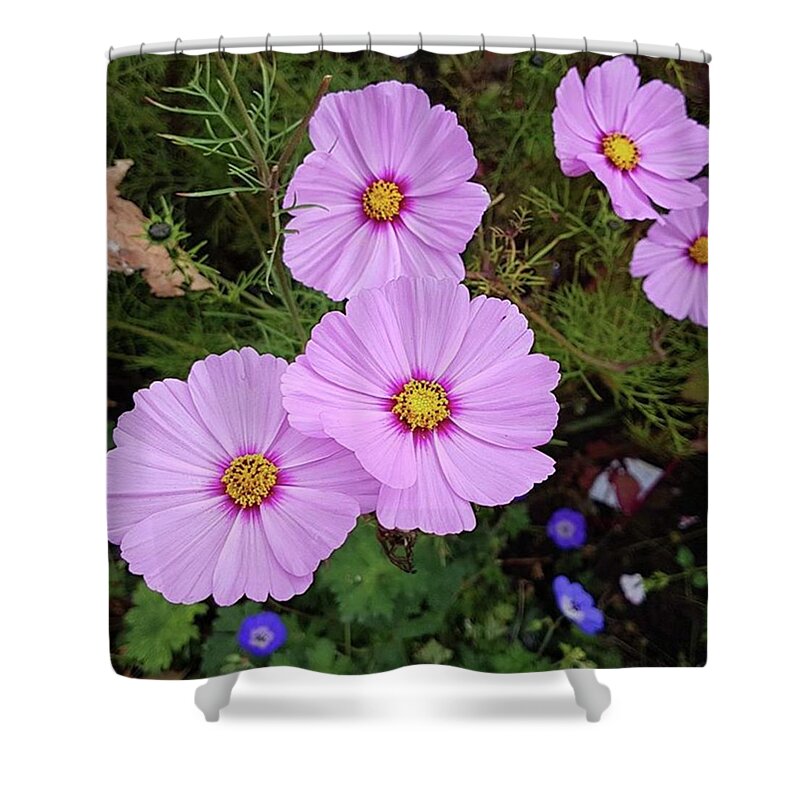 Relax Shower Curtain featuring the photograph Pink Cosmos by Rowena Tutty