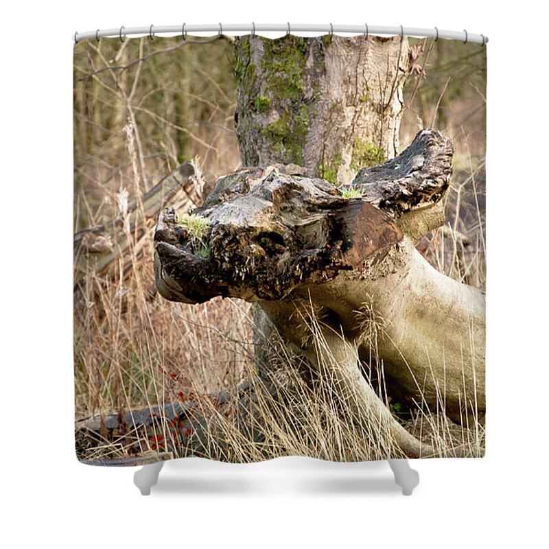 Woods Shower Curtain featuring the photograph Something about a dragon. by Elena Perelman