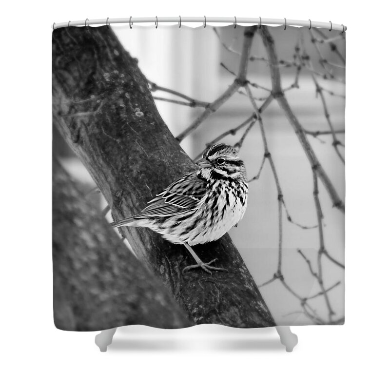 Song Sparrow Shower Curtain featuring the photograph Song Sparrow by Dark Whimsy