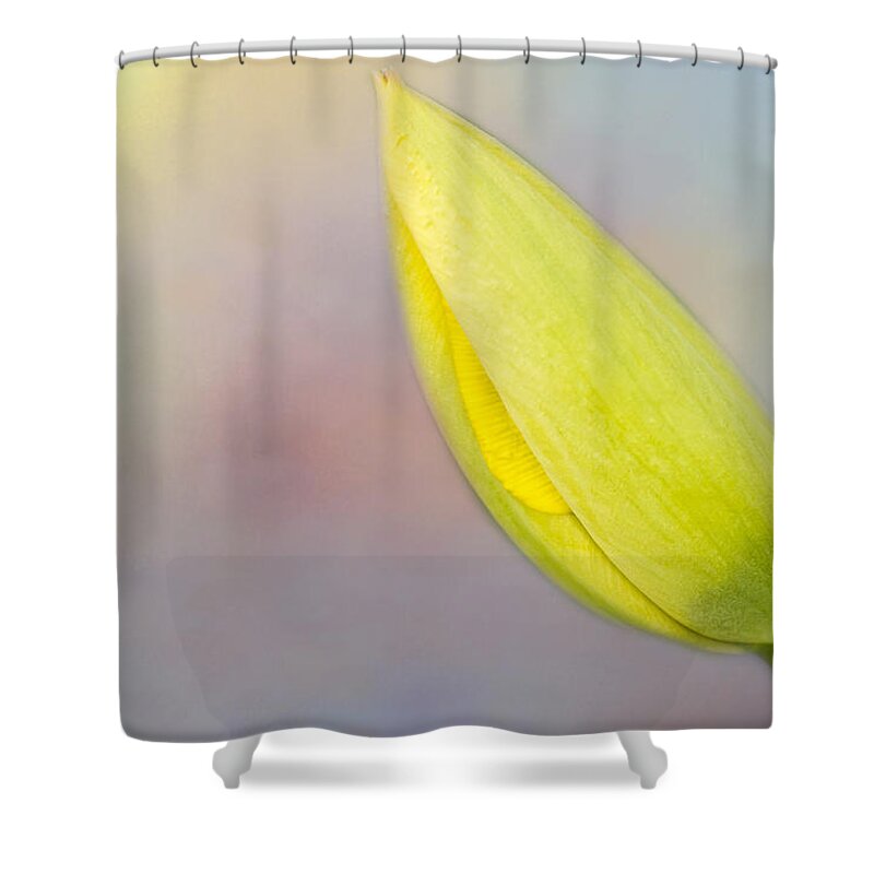 Tulip Shower Curtain featuring the photograph Soon A Tulip by Cathy Kovarik