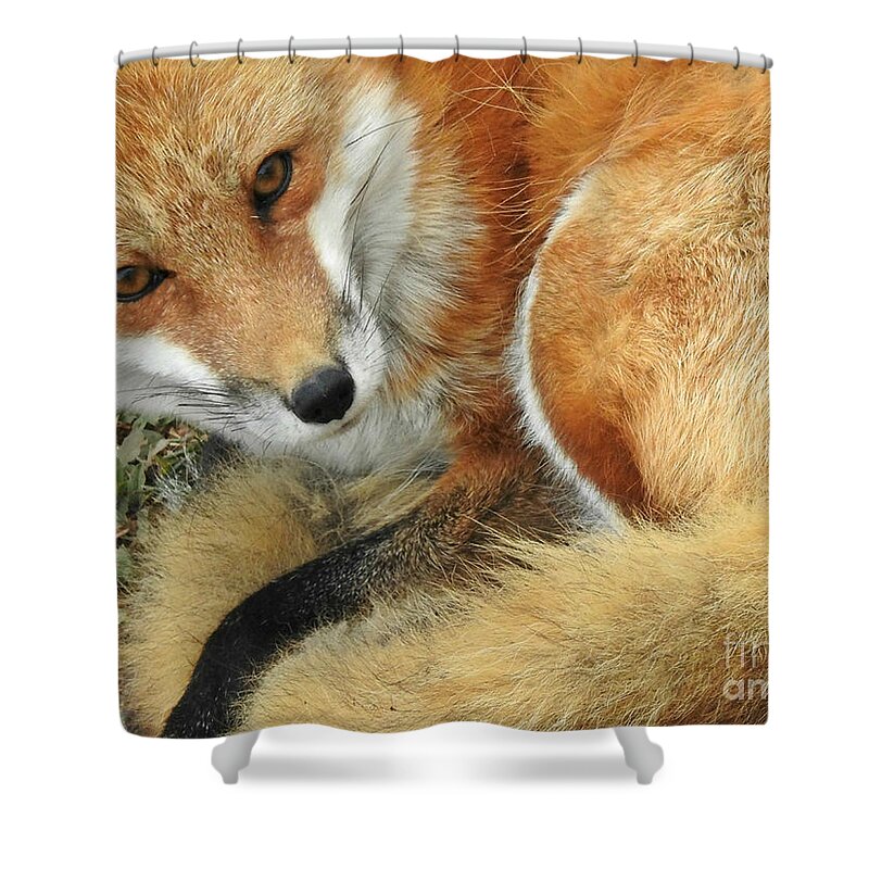 Soulful Eyes Shower Curtain featuring the photograph Soulful Eyes by Kathy M Krause