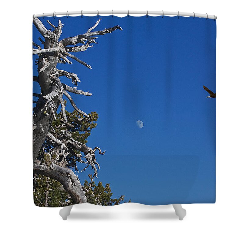 Raptor Shower Curtain featuring the digital art Southern Oregon Skies by John Christopher