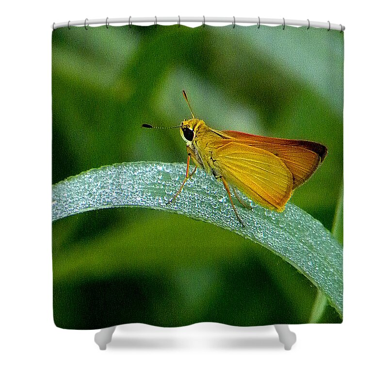 Skipper Butterfly Shower Curtain featuring the photograph Southern Skipperling Butterfly 000 by Christopher Mercer