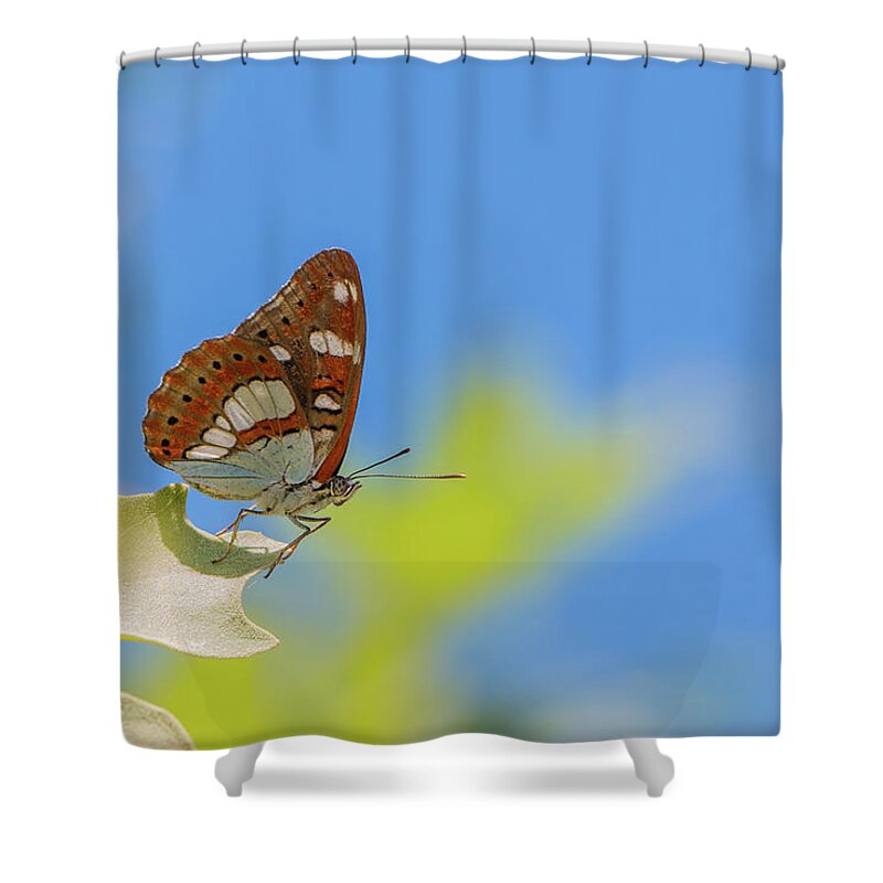 Animal Shower Curtain featuring the photograph Southern White Admiral - Limenitis reducta by Jivko Nakev