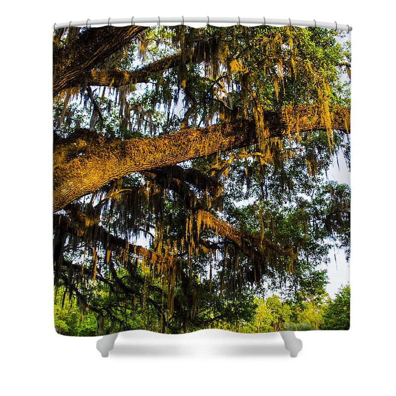 Spanish Moss Shower Curtain featuring the photograph Spanish Moss in the Gloaming by Deborah Smolinske