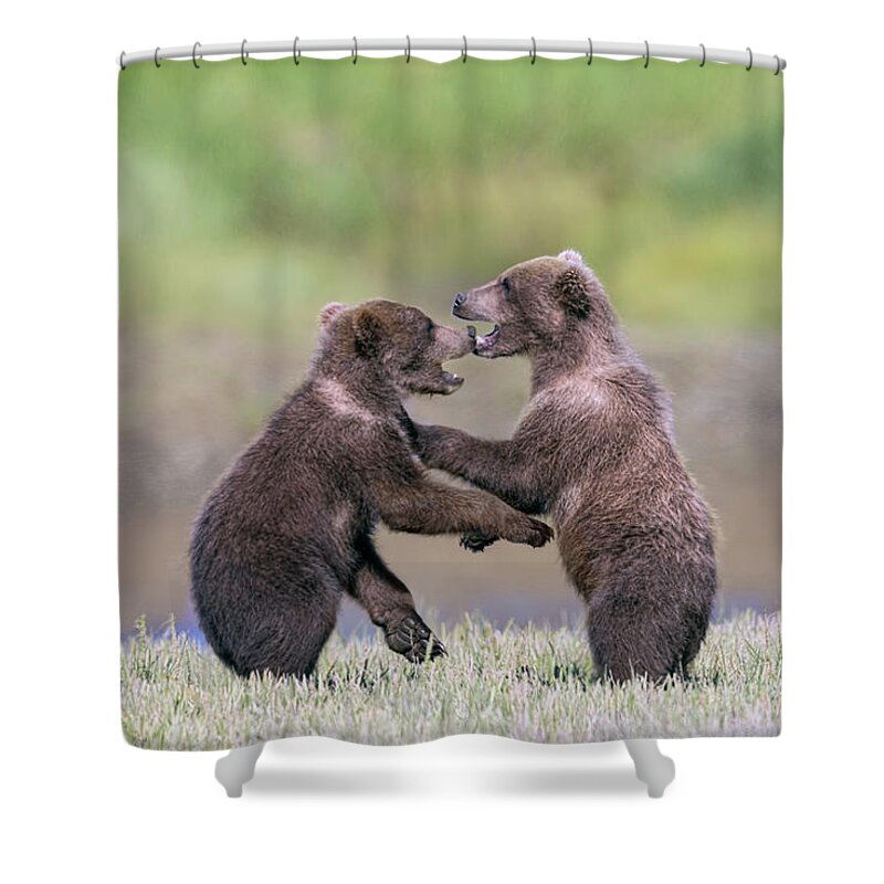 Brown Bears Shower Curtain featuring the photograph Sparring Cubs by Mark Harrington