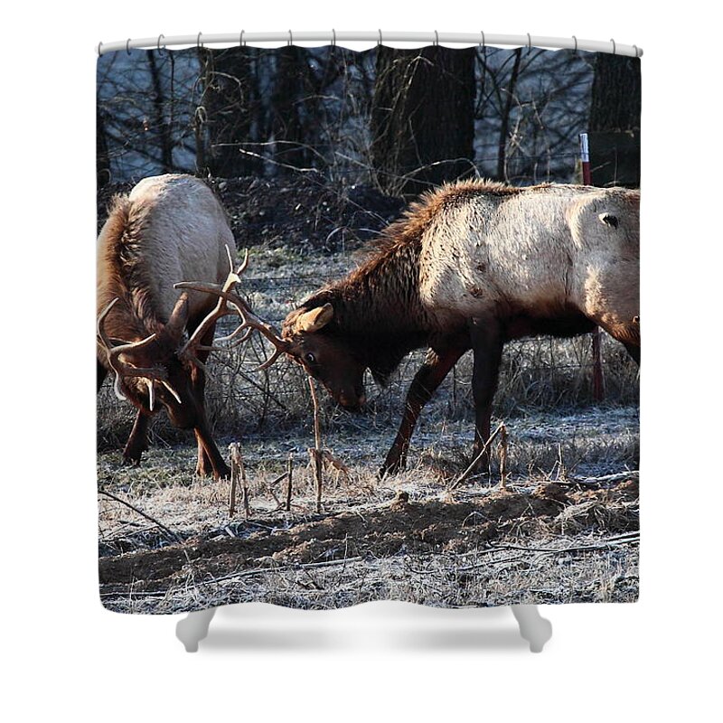 Bull Elk Shower Curtain featuring the photograph Sparring Elk in February by Michael Dougherty